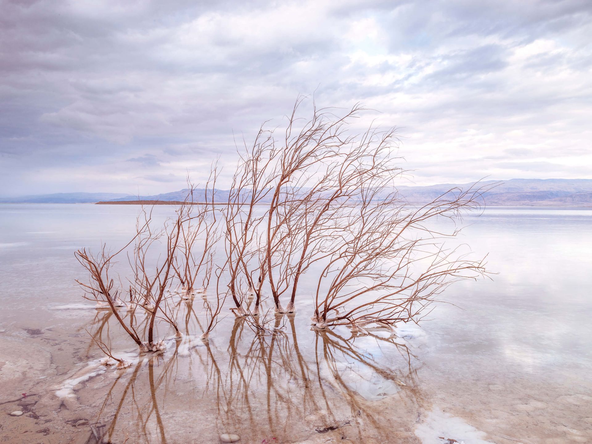 Branches dans la mer Morte Branches dans la mer Morte