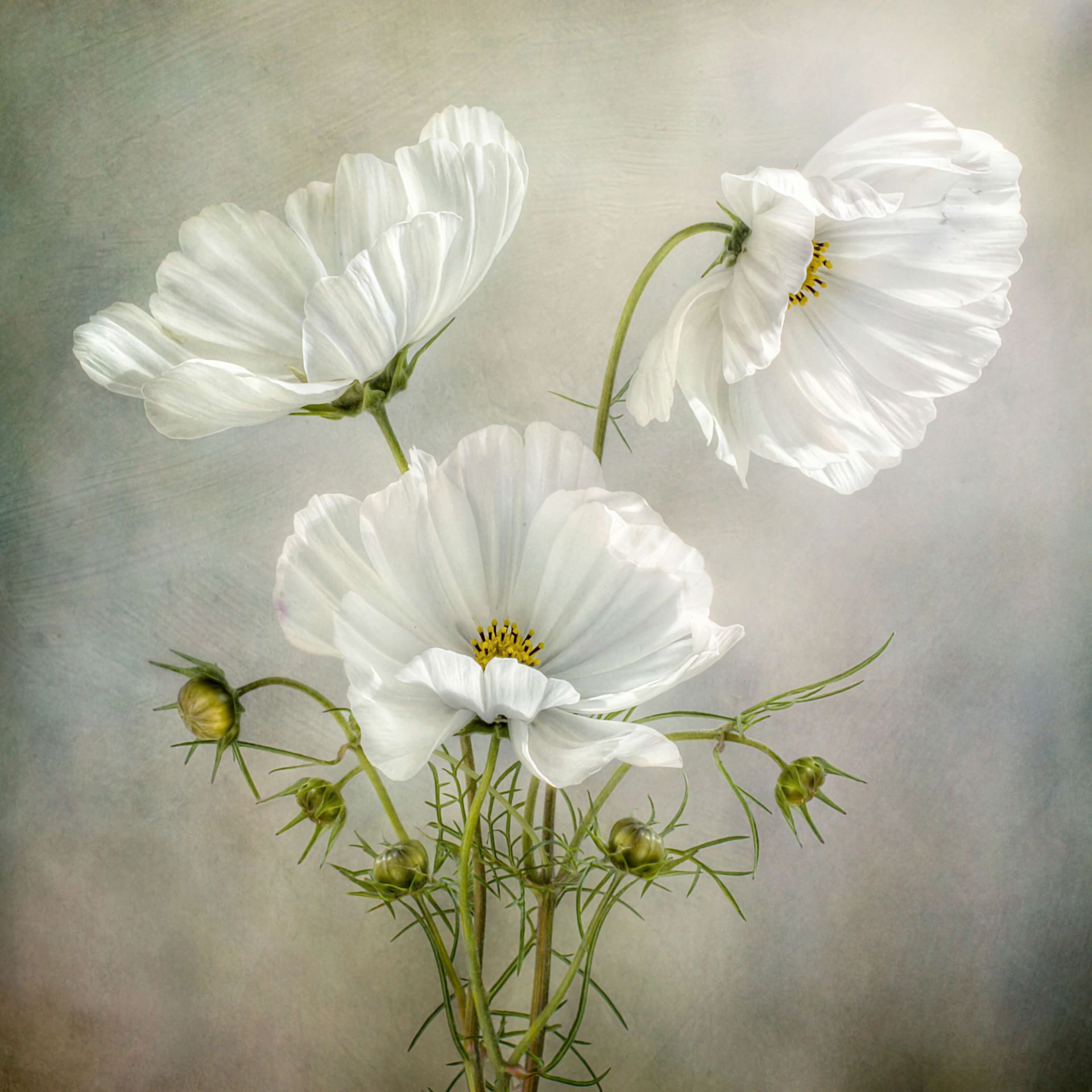 Cosmos Charm Cosmos Charm