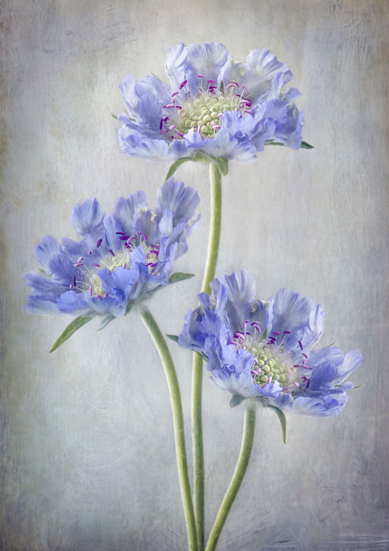 Scabiosa Scabiosa
