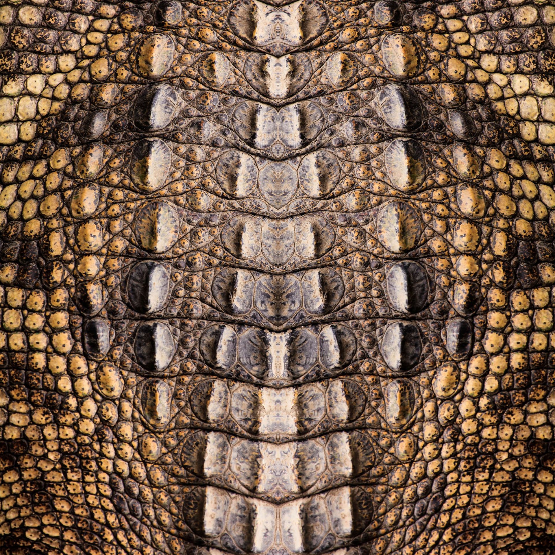 Texture crocodile