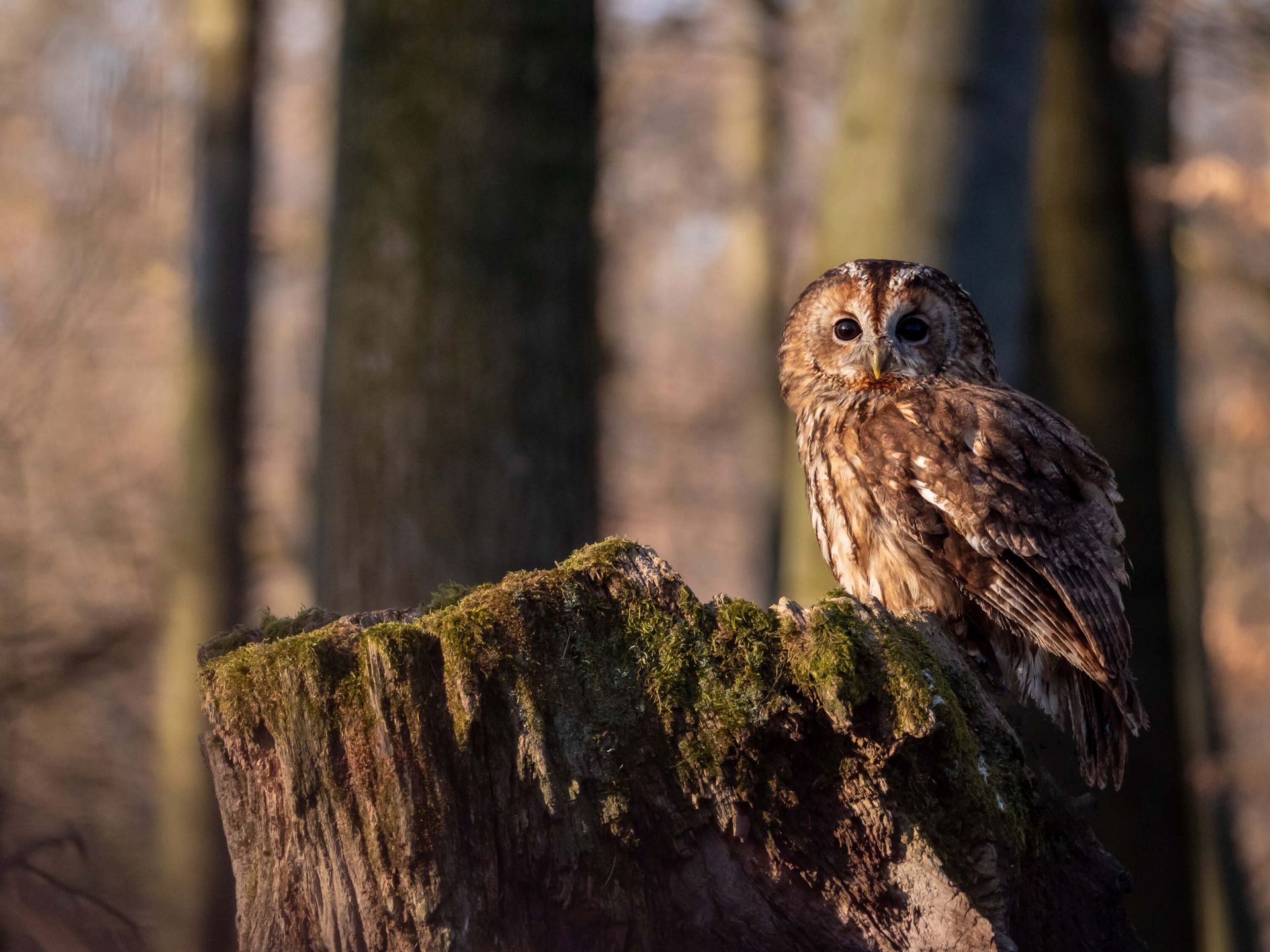 Petite chouette sur un arbre cassé Petite chouette sur un arbre cassé