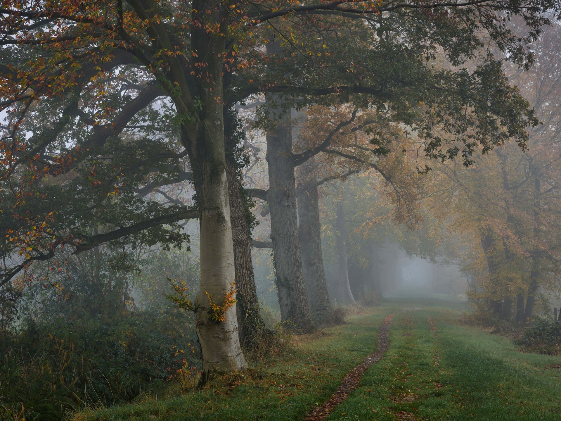 Allée avec des arbres dans le brouillard Allée avec des arbres dans le brouillard