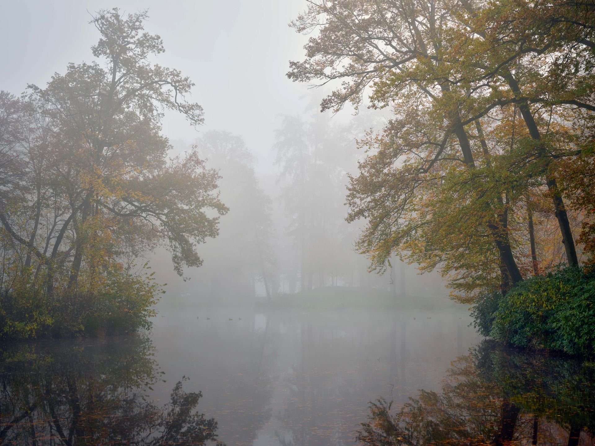 Étang de forêt dans la brume