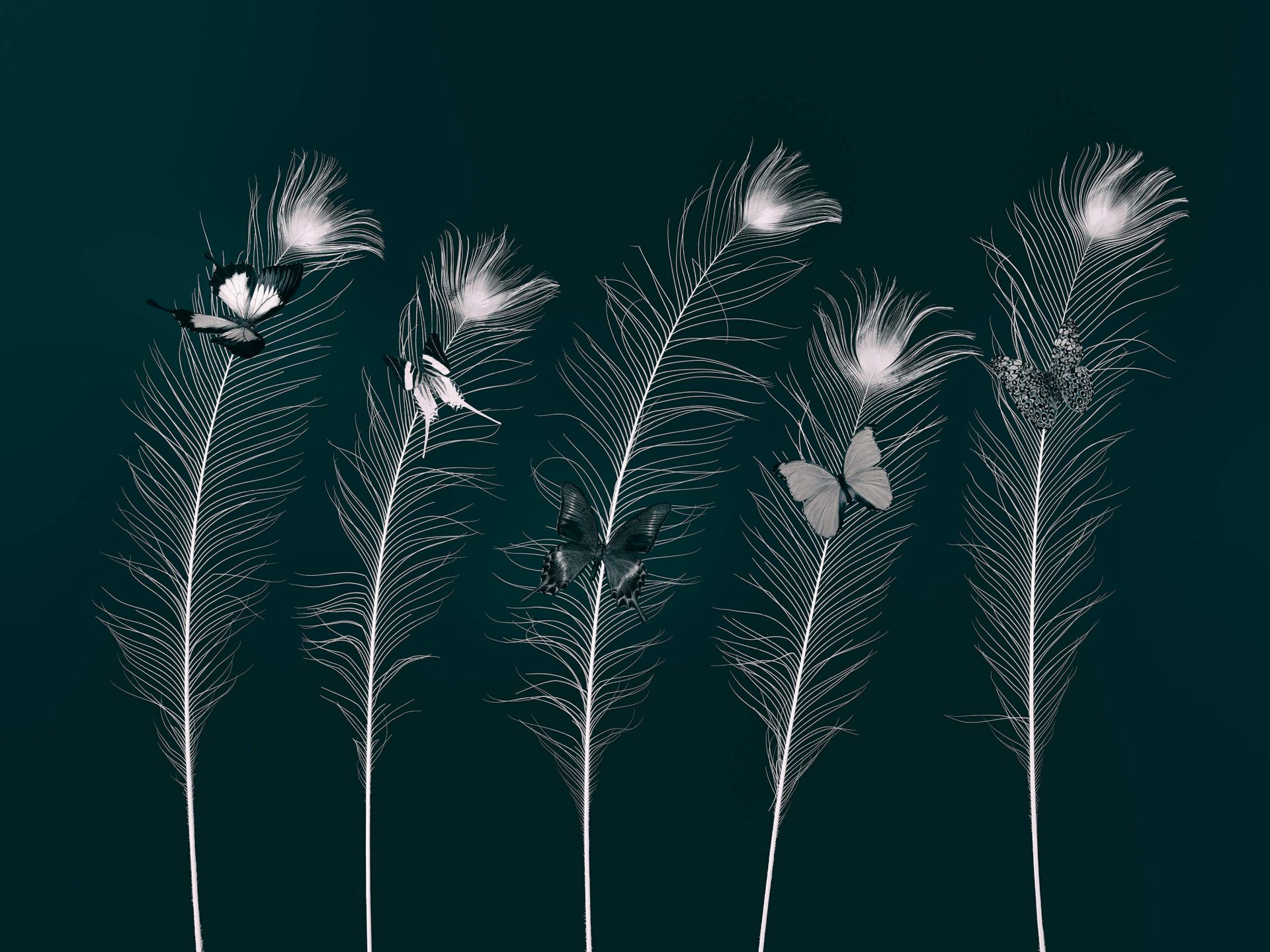 Papillons sur plumes de paon