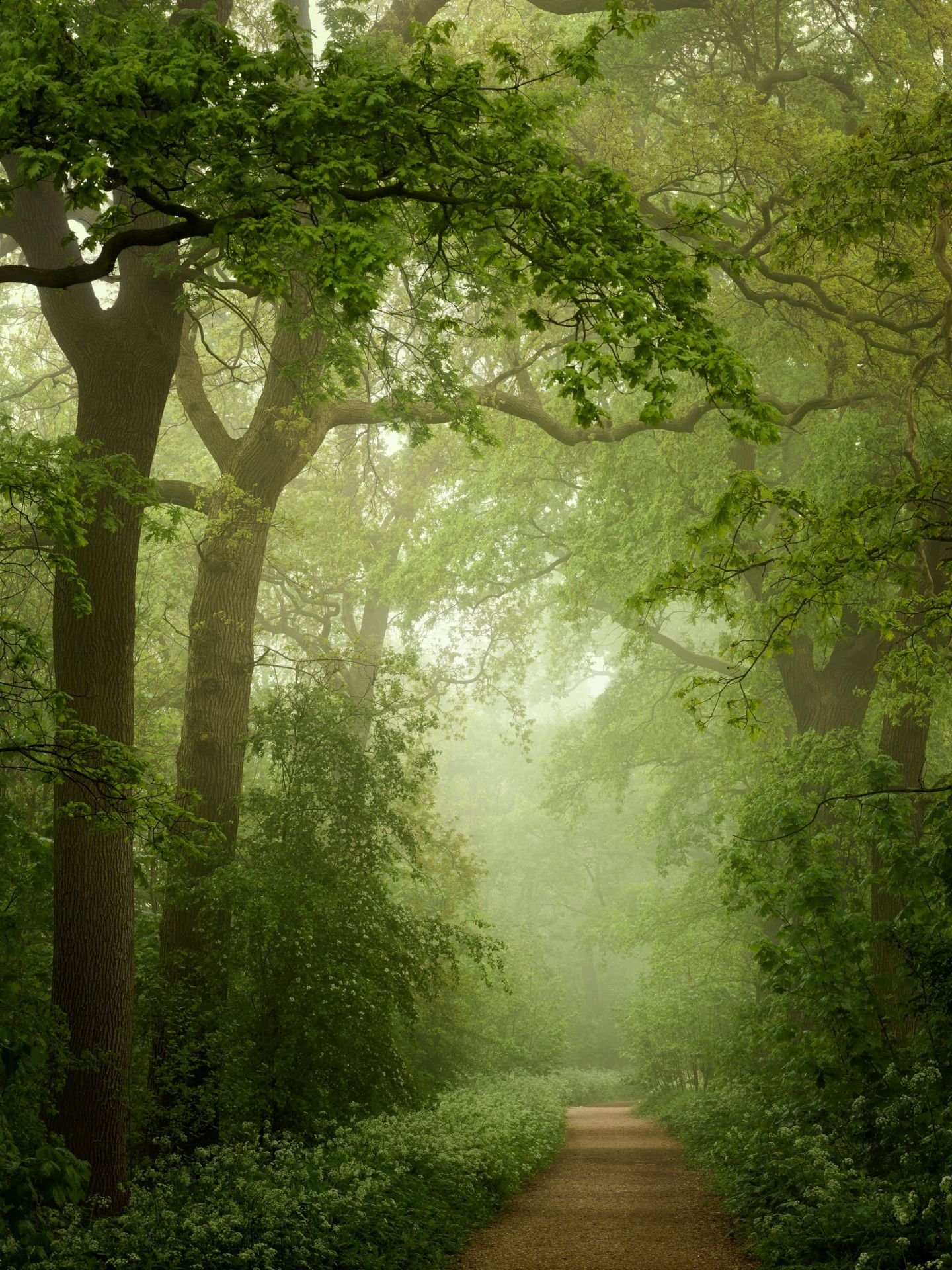 Chemin forestier dans la brume Chemin forestier dans la brume