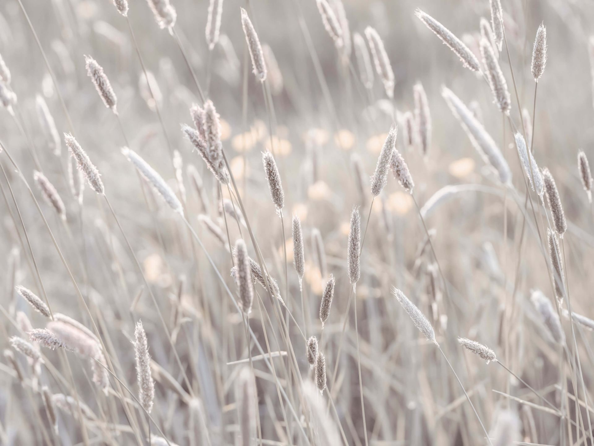 Gros plan sur une prairie