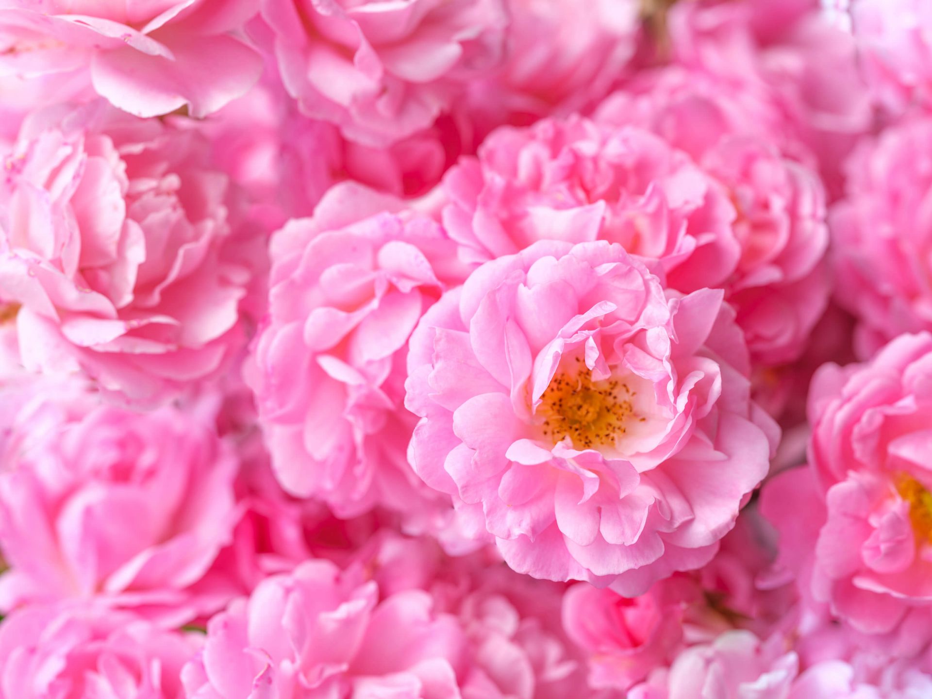 Plusieurs roses roses Plusieurs roses roses