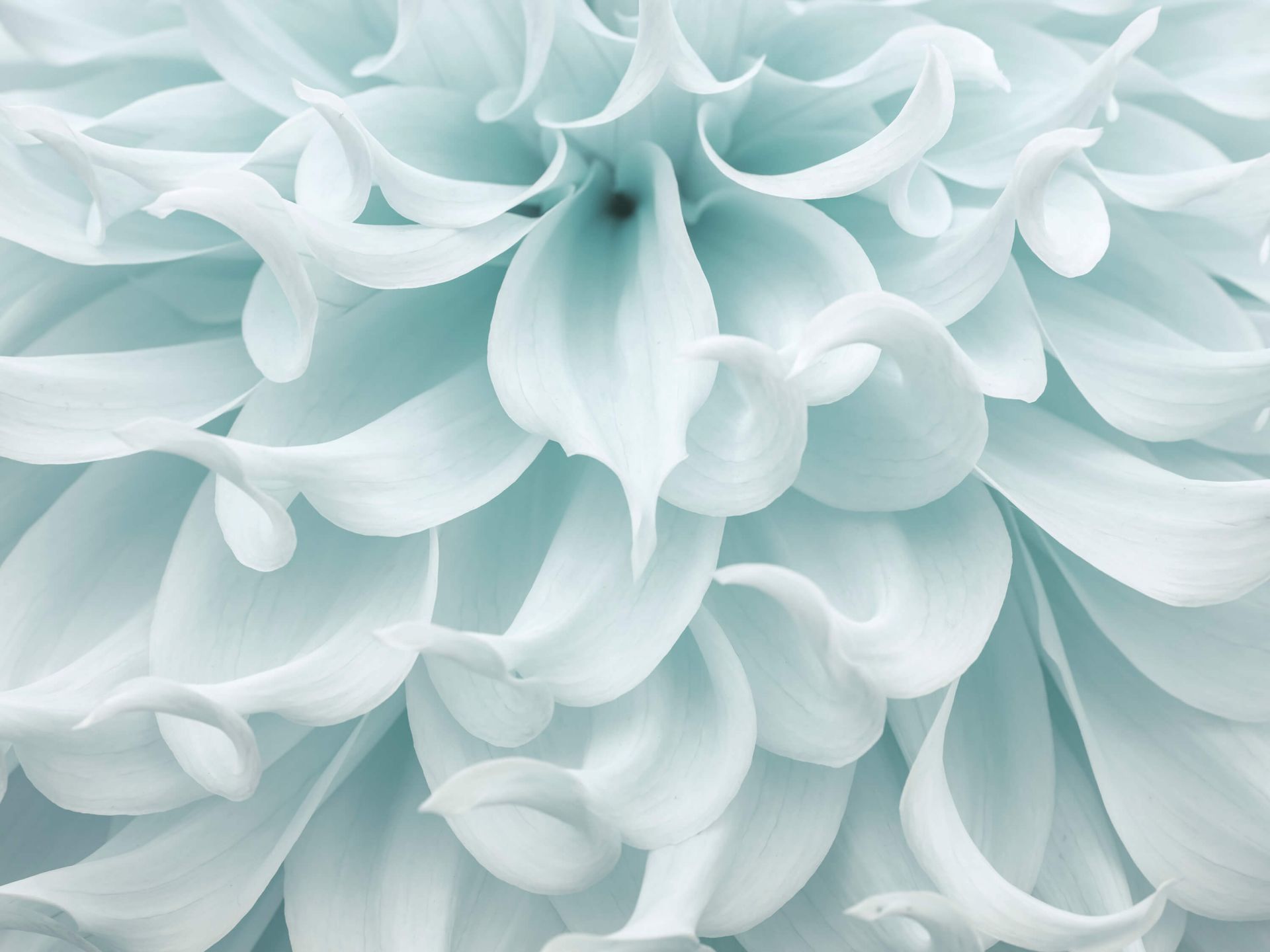 Dahlia de couleur claire Dahlia de couleur claire