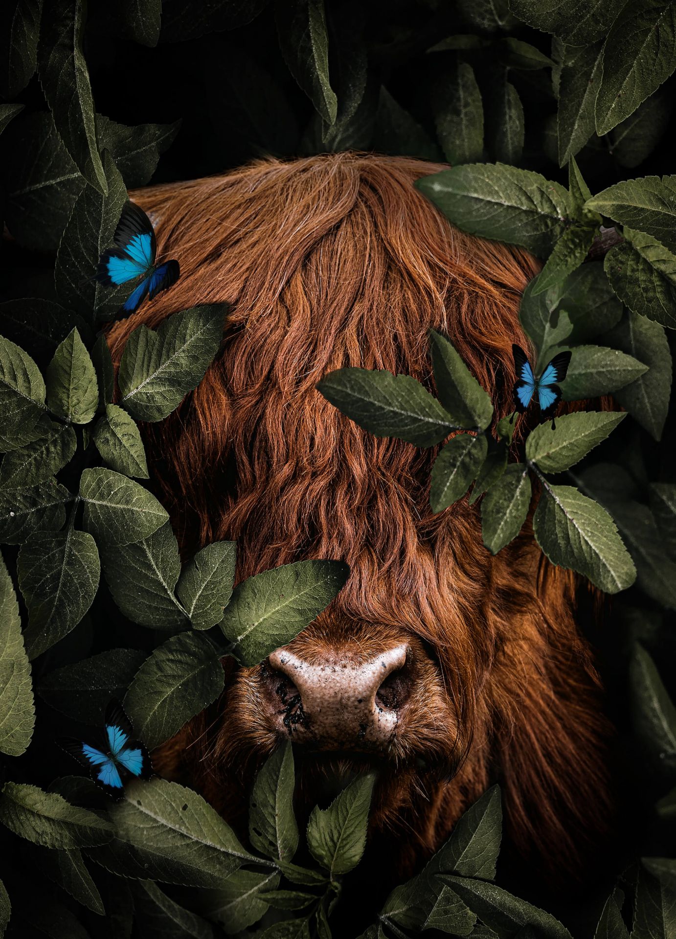 Jungle Highlander Portrait Jungle Highlander Portrait