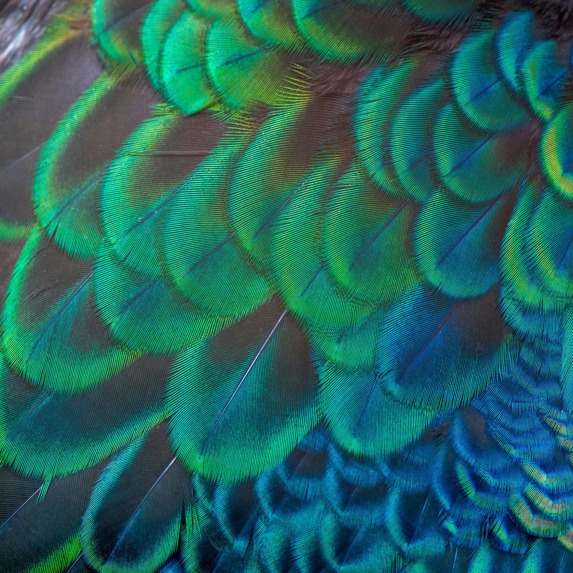 Gros plan sur des plumes de paon main product photo