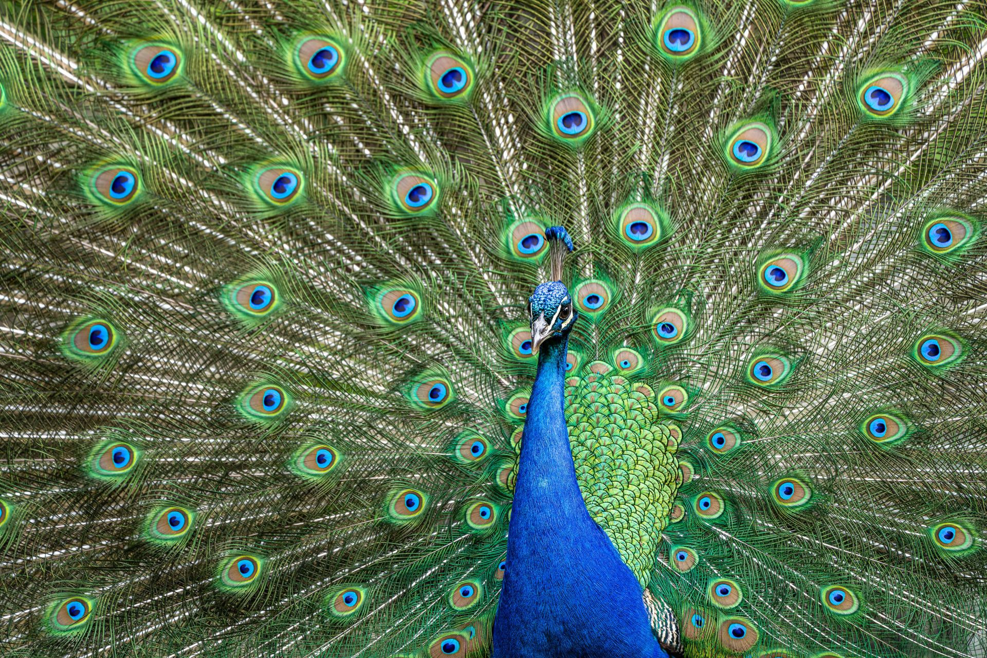 Paon aux plumes dilatées main product photo