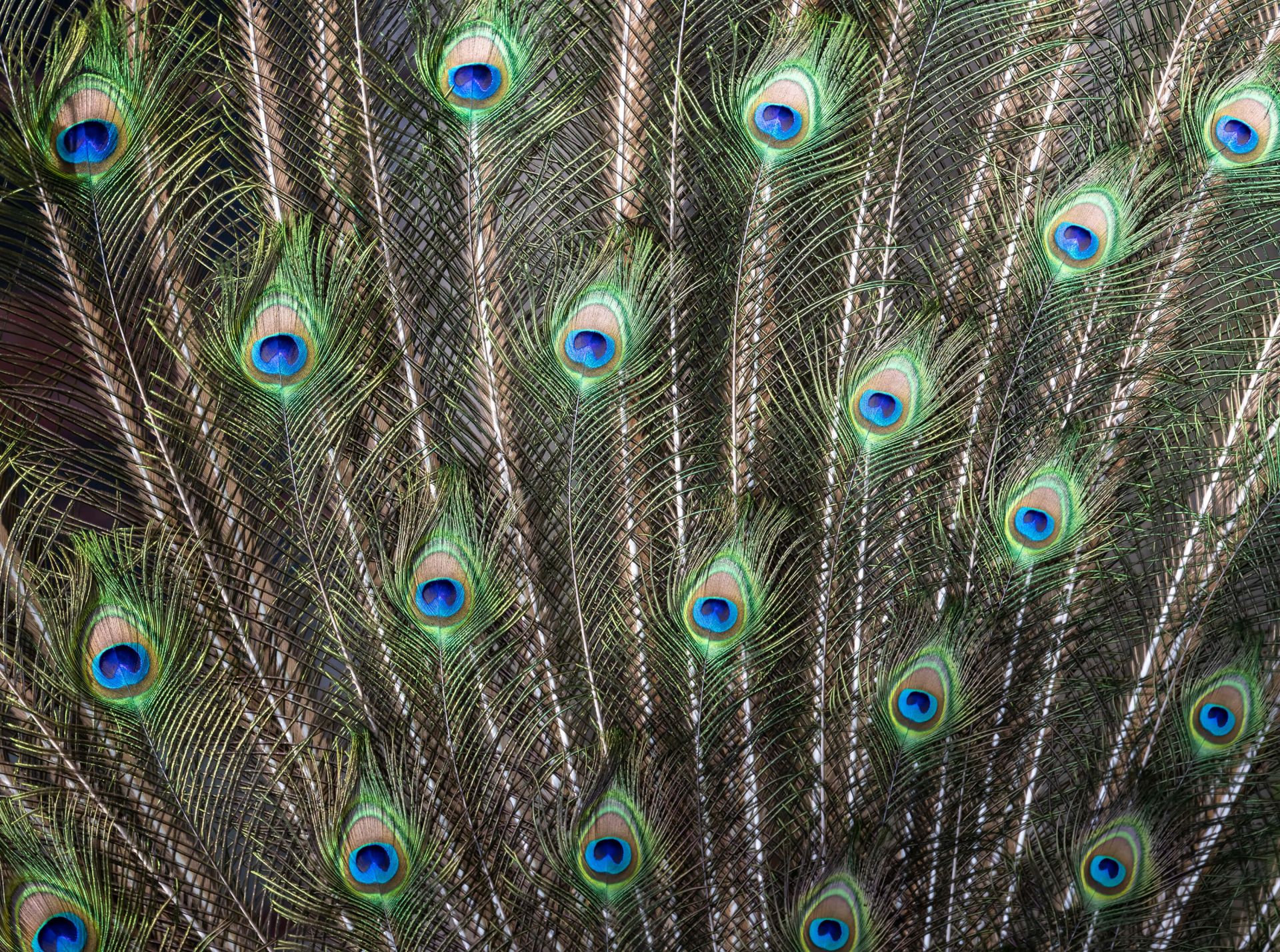 Plumes de paon ouvertes main product photo