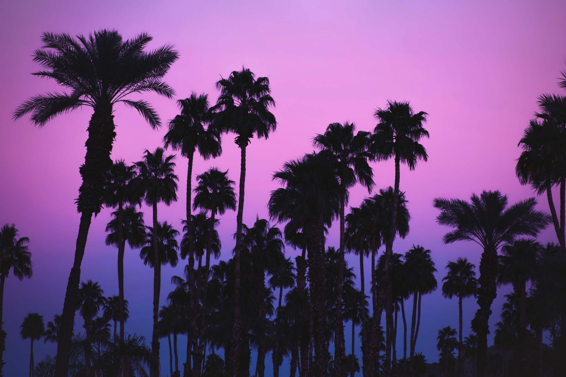 Palms with Pink Sky Palms with Pink Sky