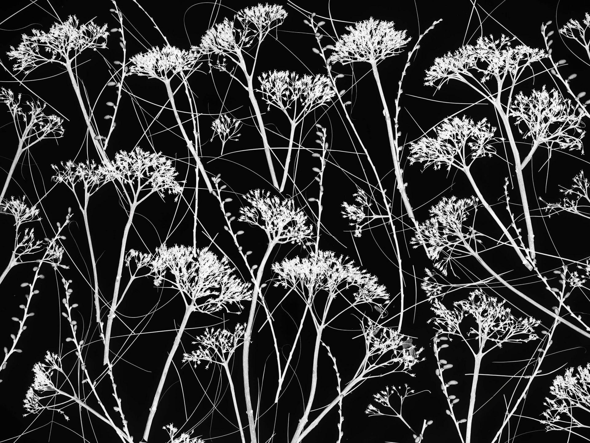 Silhouette de plantes séchées main product photo