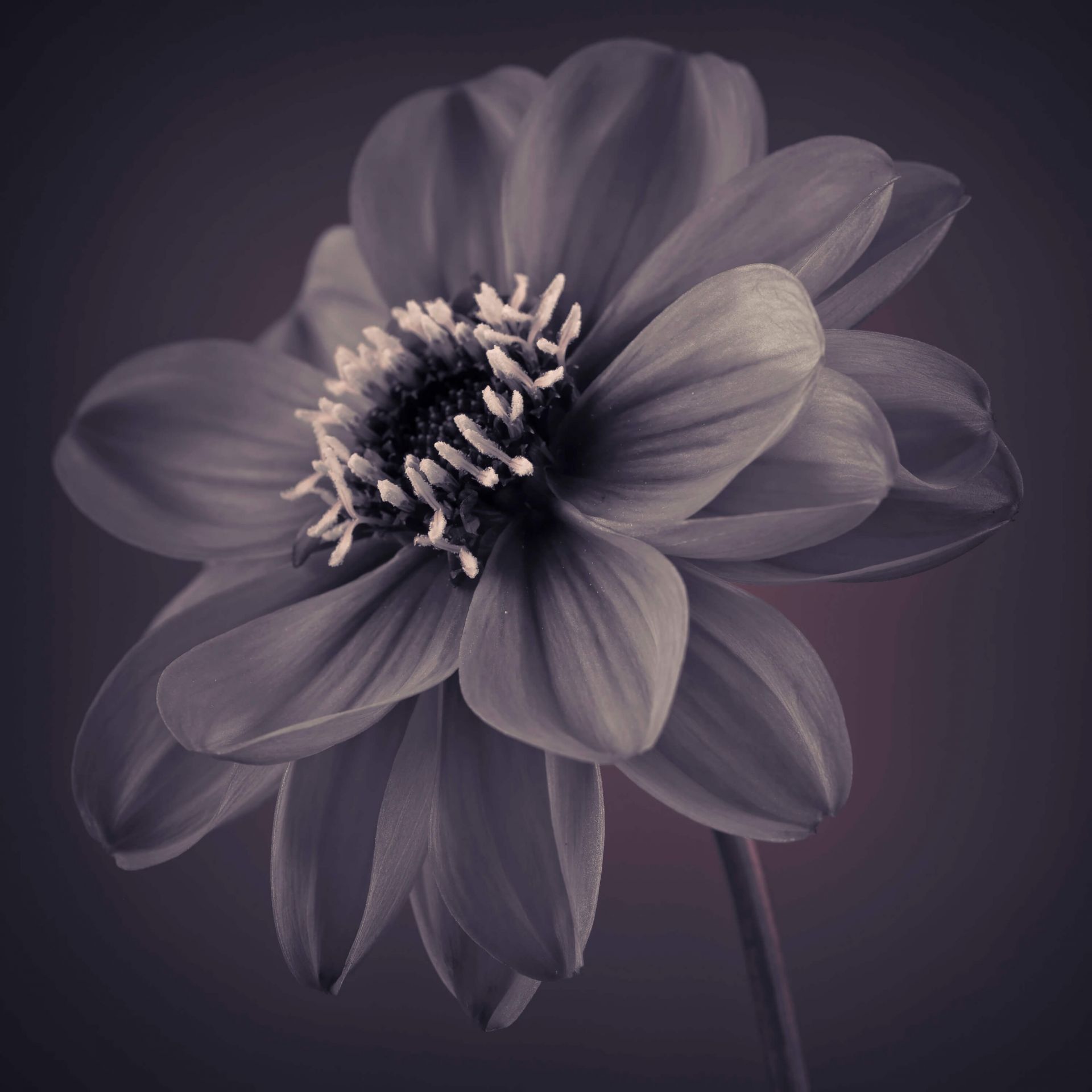 Fleur de dahlia foncé Fleur de dahlia foncé