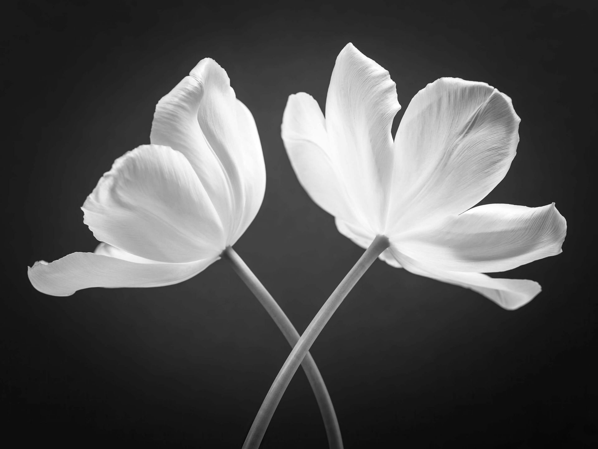 Tulipes croisées main product photo