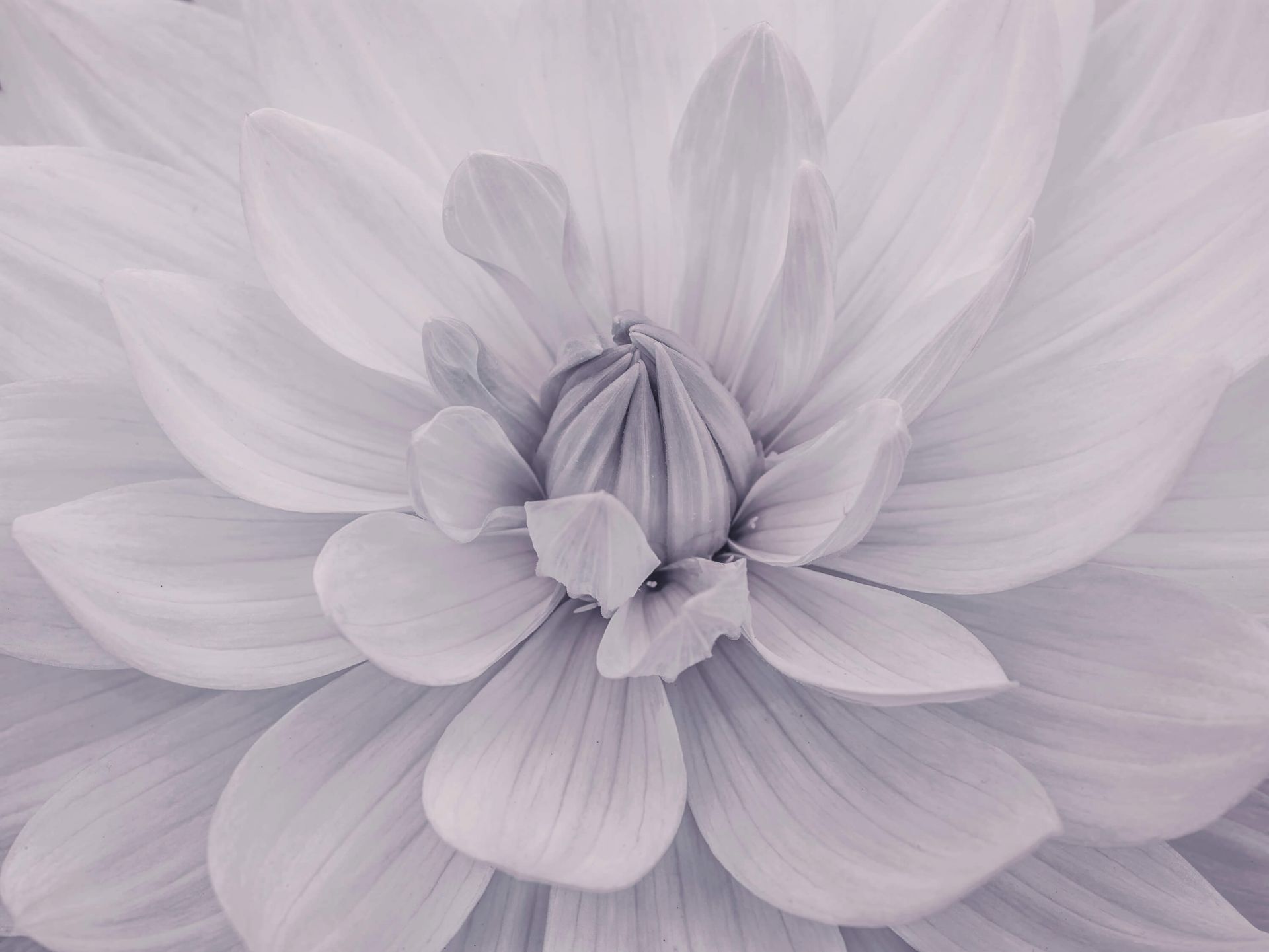 Fleur de dahlia blanc main product photo
