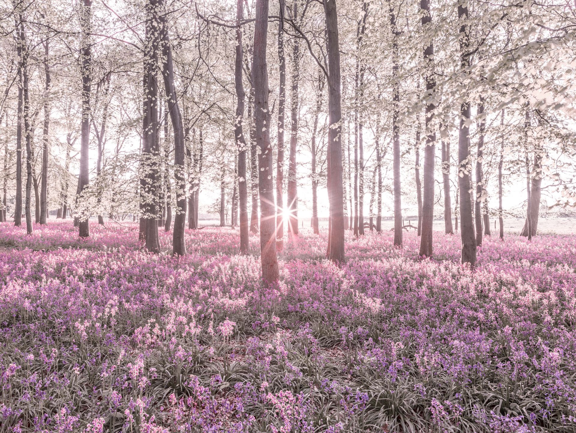 Forêt au printemps main product photo