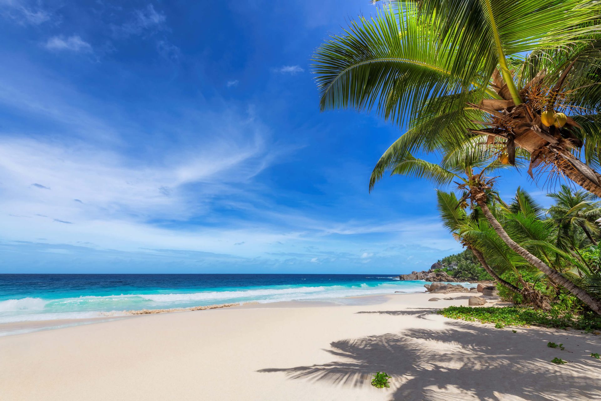 Plage tropicale avec palmier main product photo