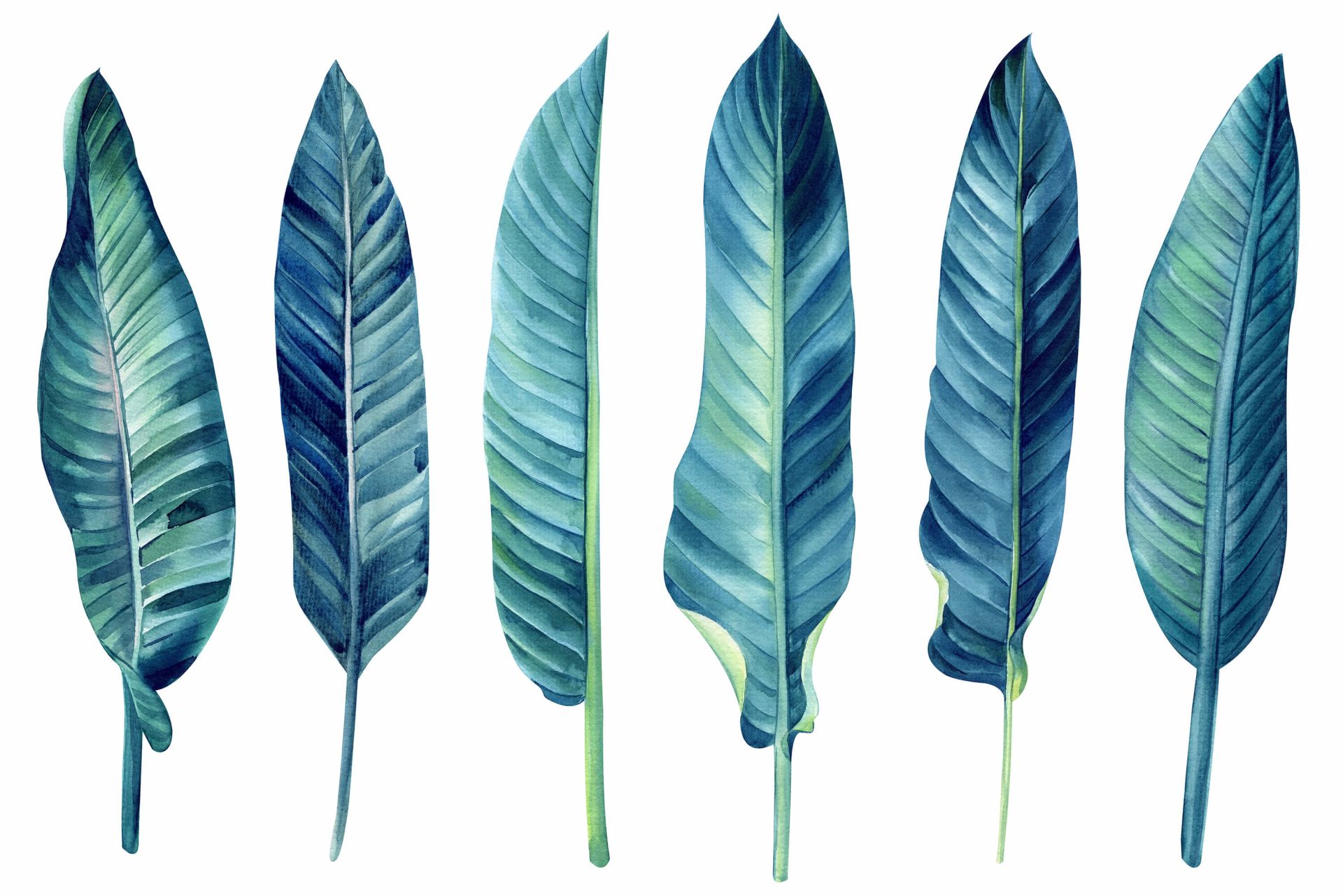 Feuilles tropicales bleu canard sur fond blanc Feuilles tropicales bleu canard sur fond blanc
