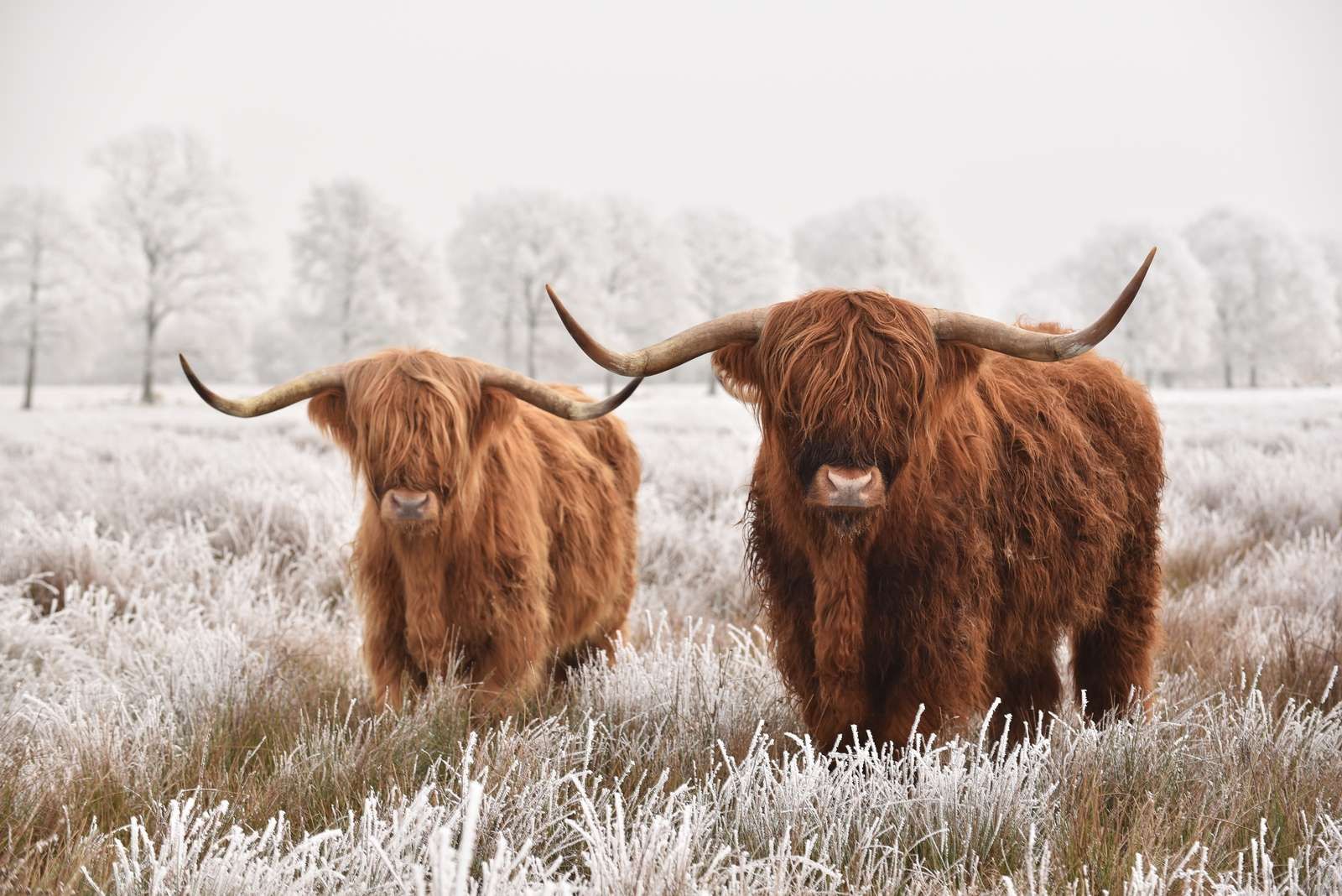 Hiver Highlander Hiver Highlander