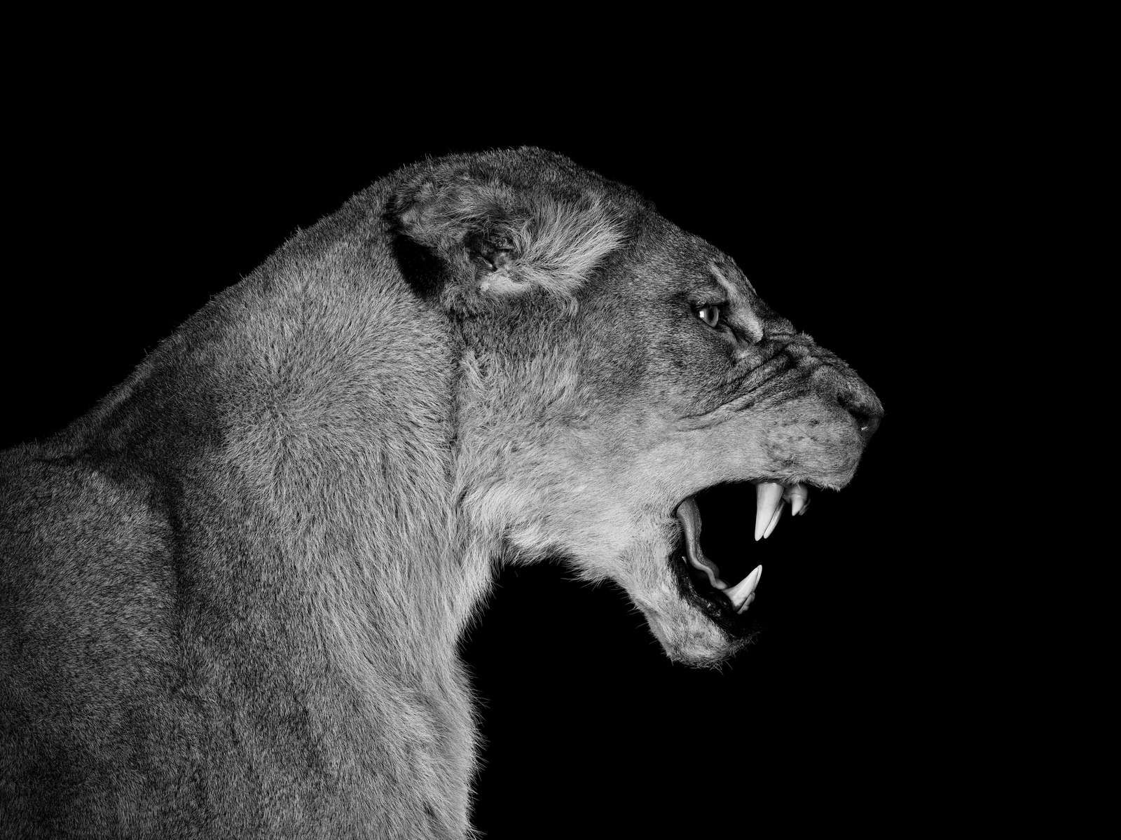 Lionne vue de côté noir Lionne vue de côté noir