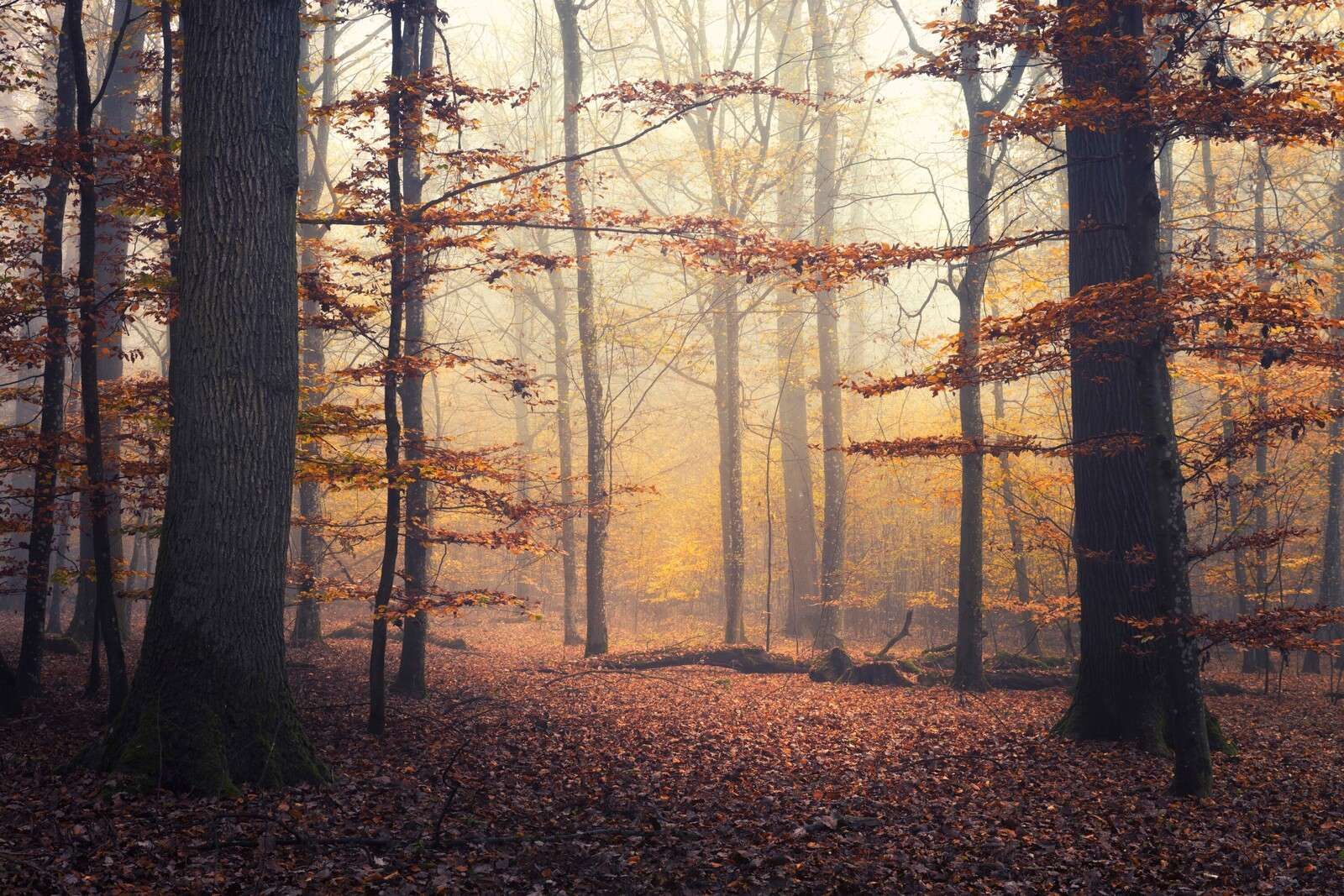 Forêt d'automne dans la brume dorée