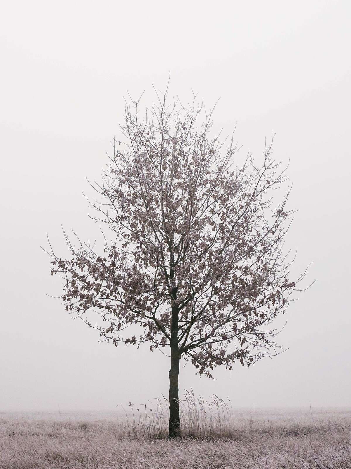 Paysage d'hiver minimaliste