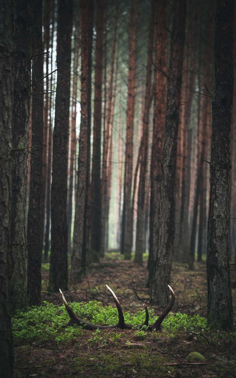 Sauvage et Mystère entre les Arbres