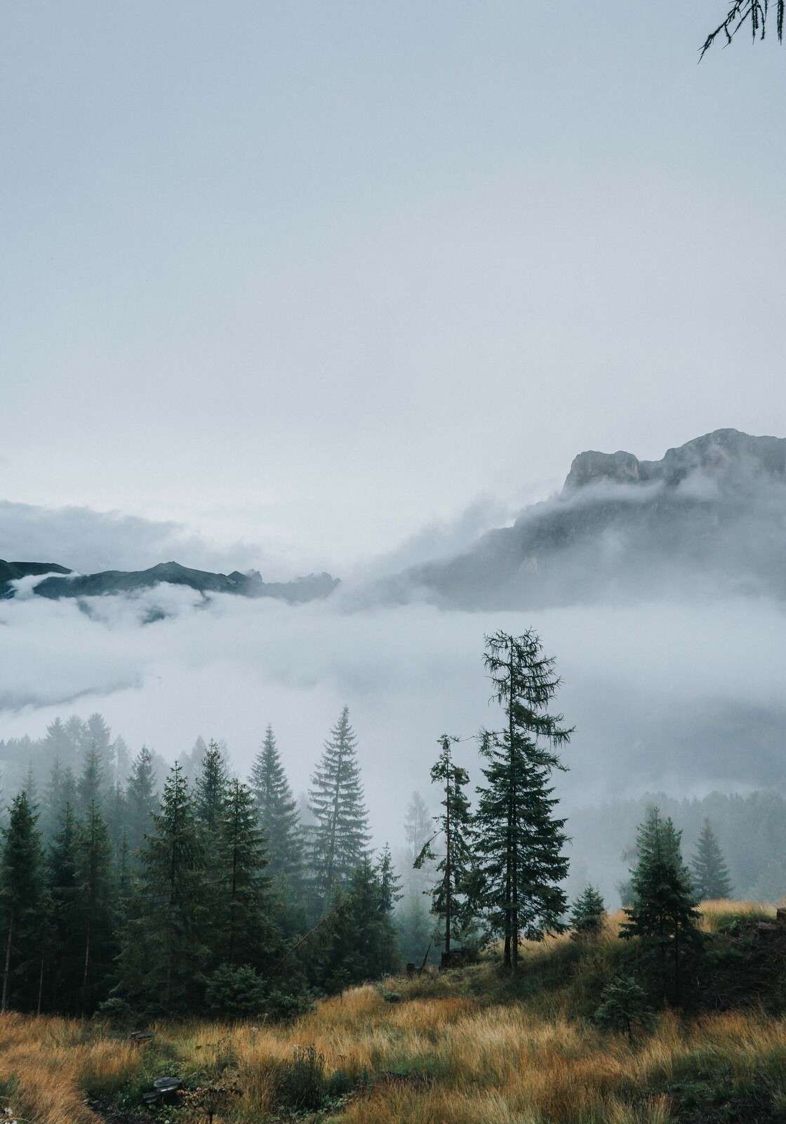 Brume matinale sur la forêt