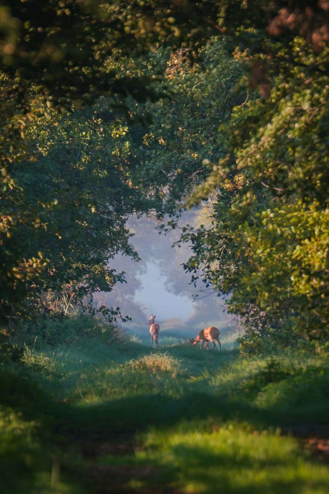 Animaux sauvages dans la lumière du matin Animaux sauvages dans la lumière du matin