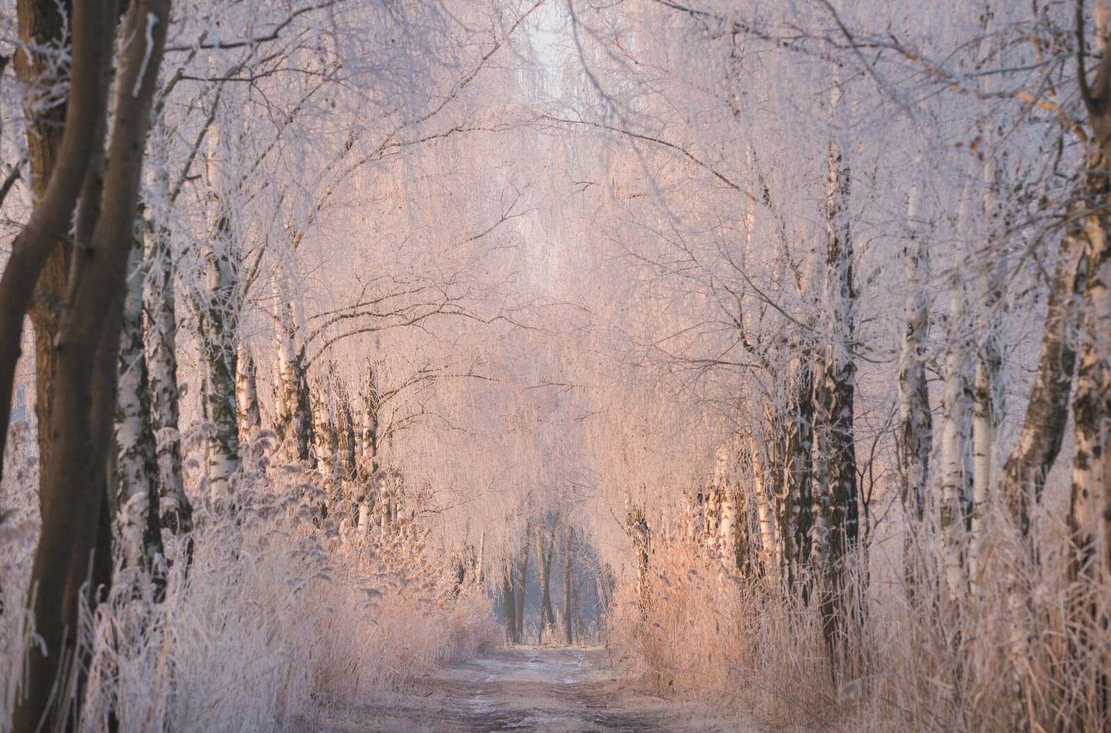 Bomenrij dans la brume d'hiver