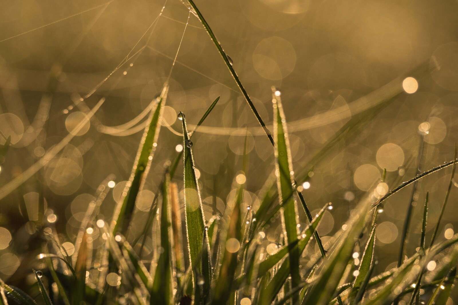 Herbe du matin brillante