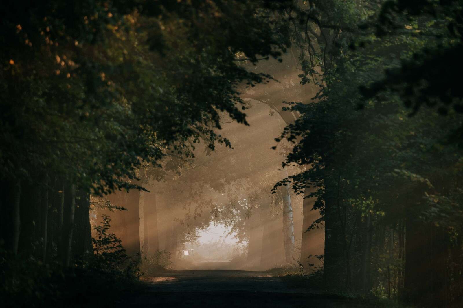 Lumière dorée dans la forêt Lumière dorée dans la forêt