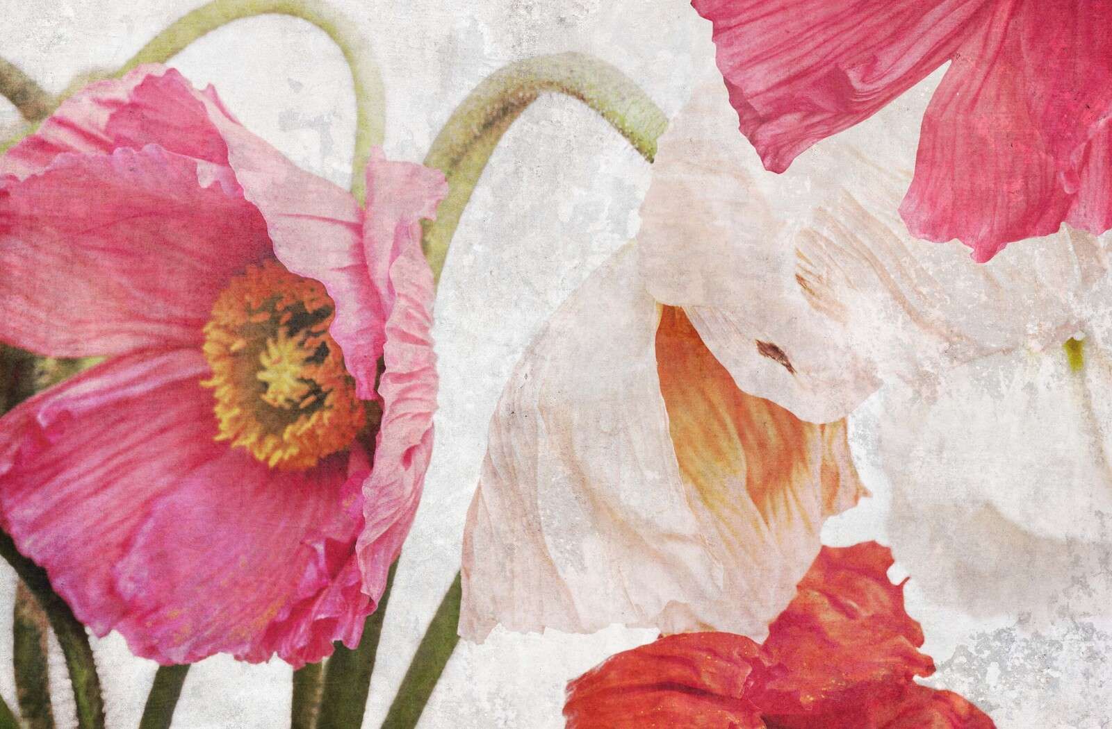 Coquelicots dansants dans l'air d'été