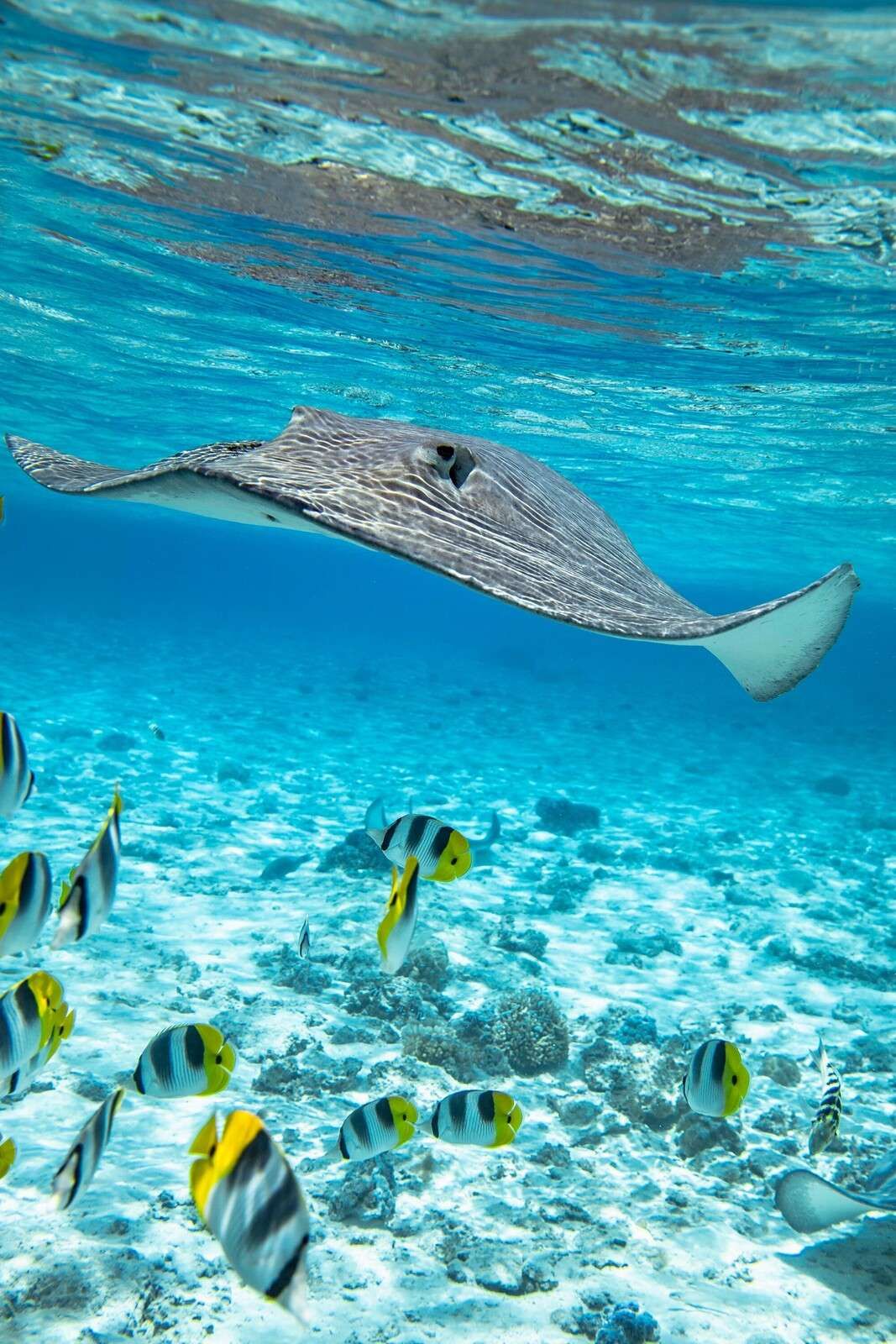 Pastenague parmi les poissons coralliens