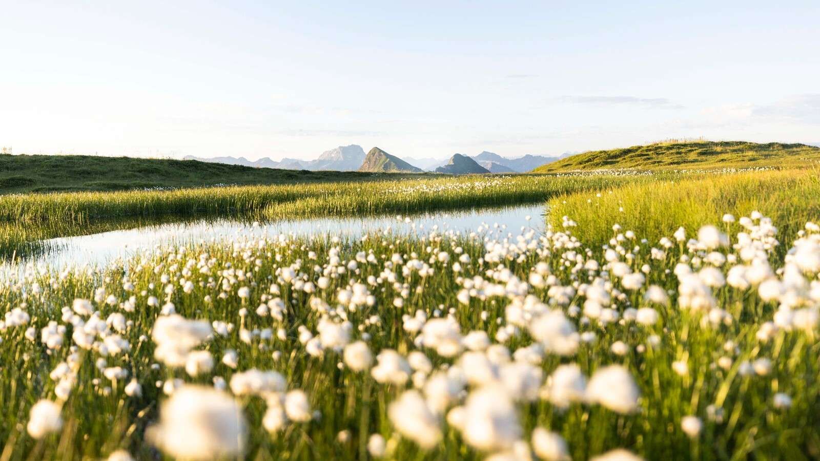 Lumière estivale sur un paysage tourbeux fleuri