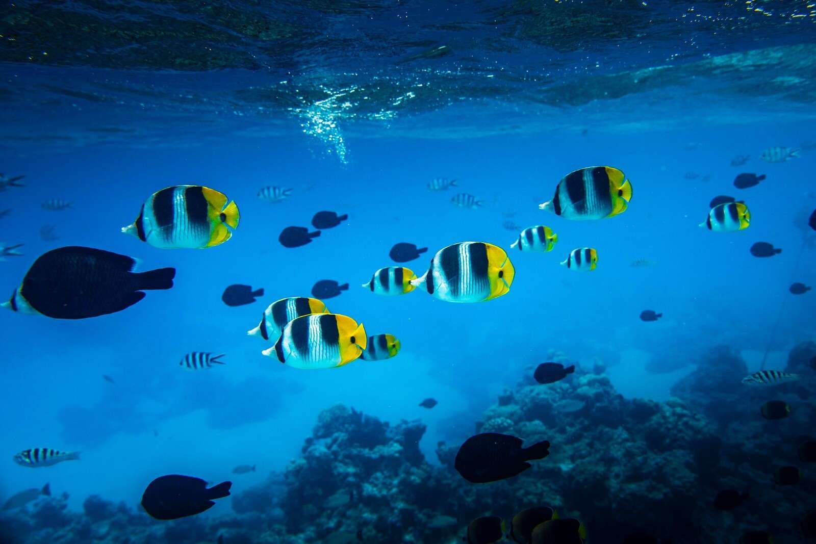 Poissons de récif tropicaux dans l'eau bleu clair