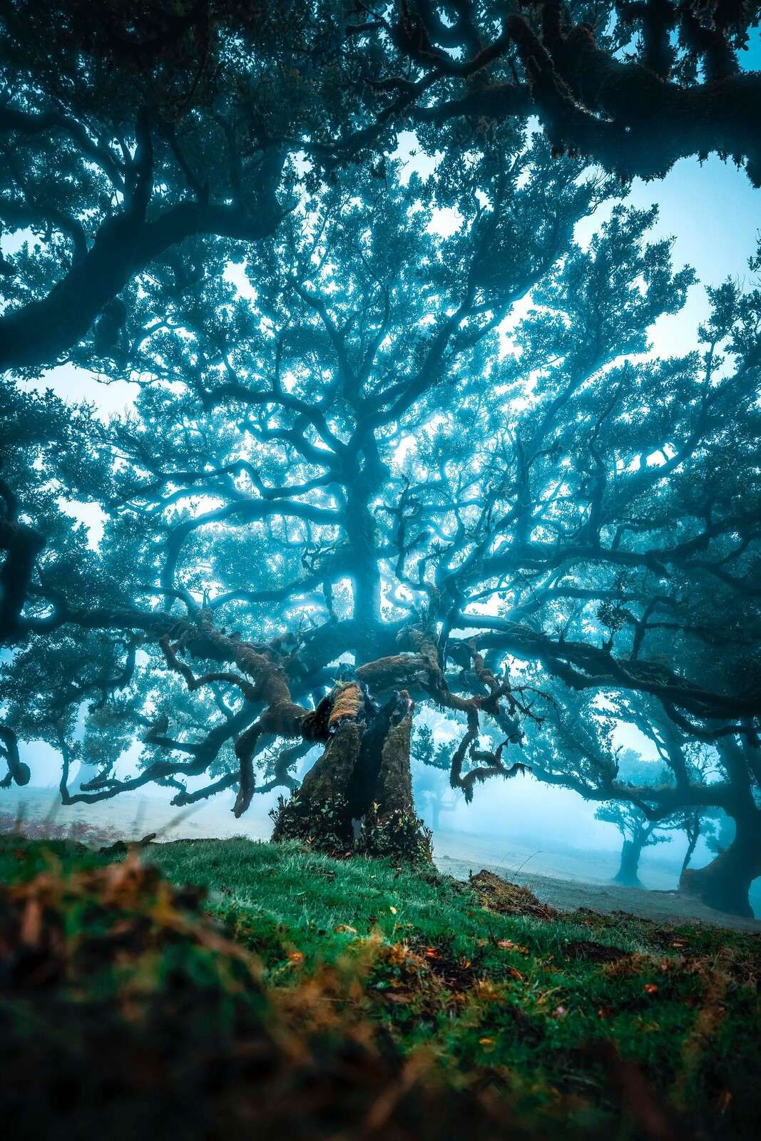 Vieux chêne dans la forêt de brume