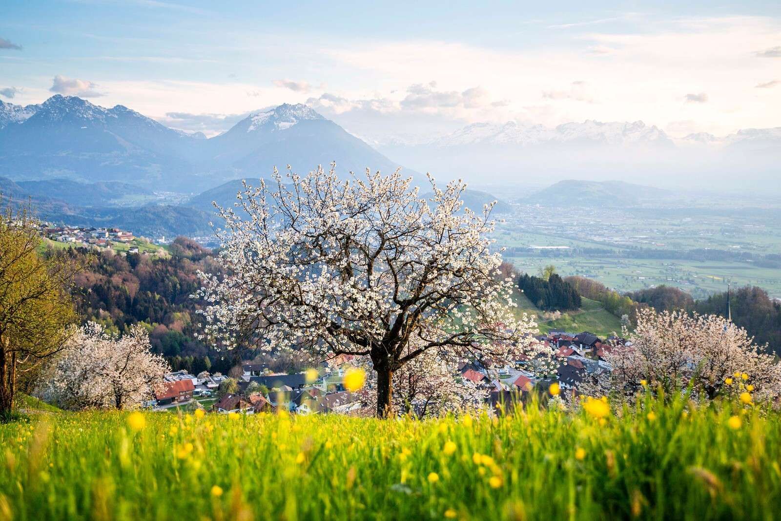 Arbre en fleurs dans la vallée de montagne au soleil de printemps.
