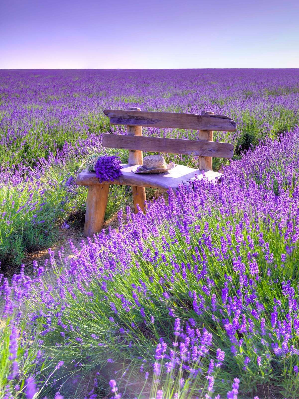 Banc dans un champ de lavande
