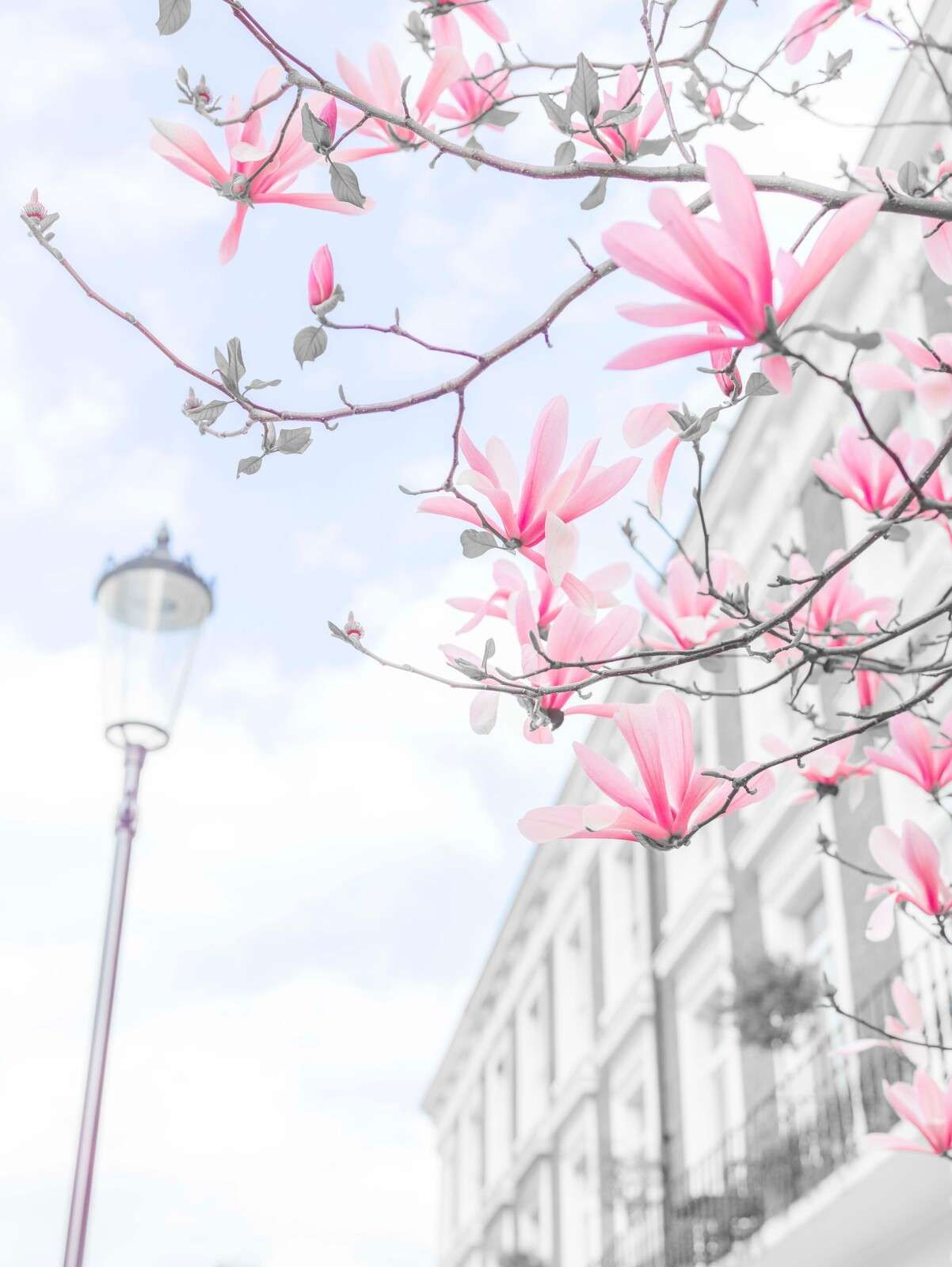 Fleurs de magnolia