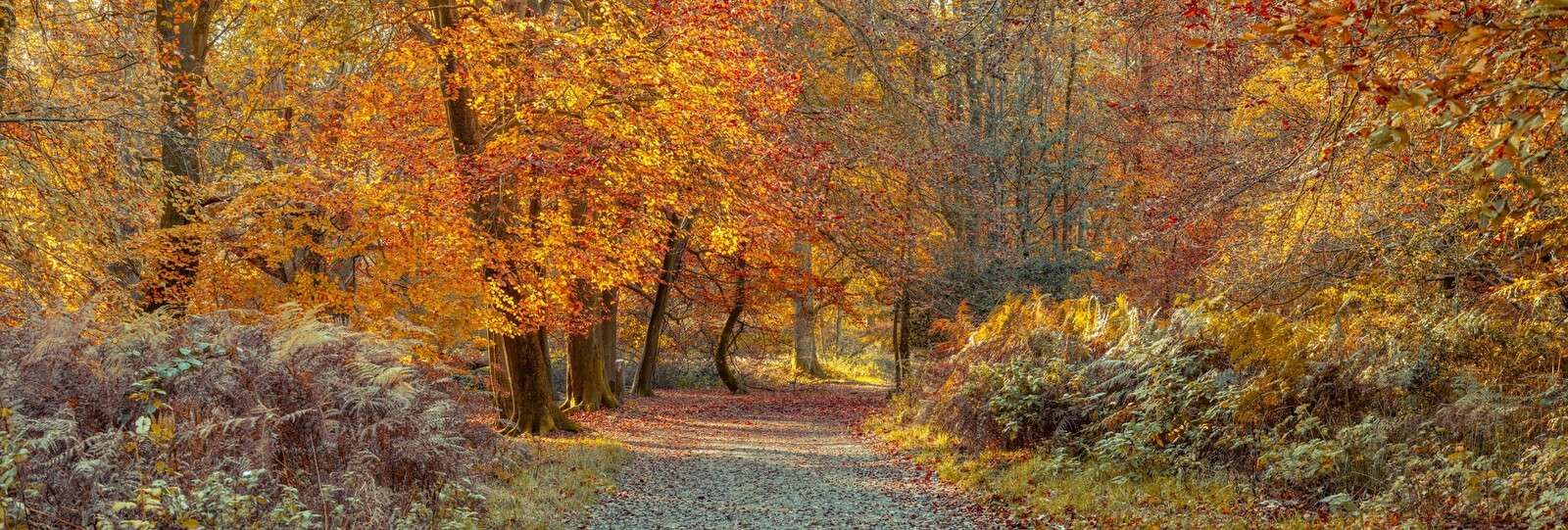 Sentier à travers la forêt d’automne