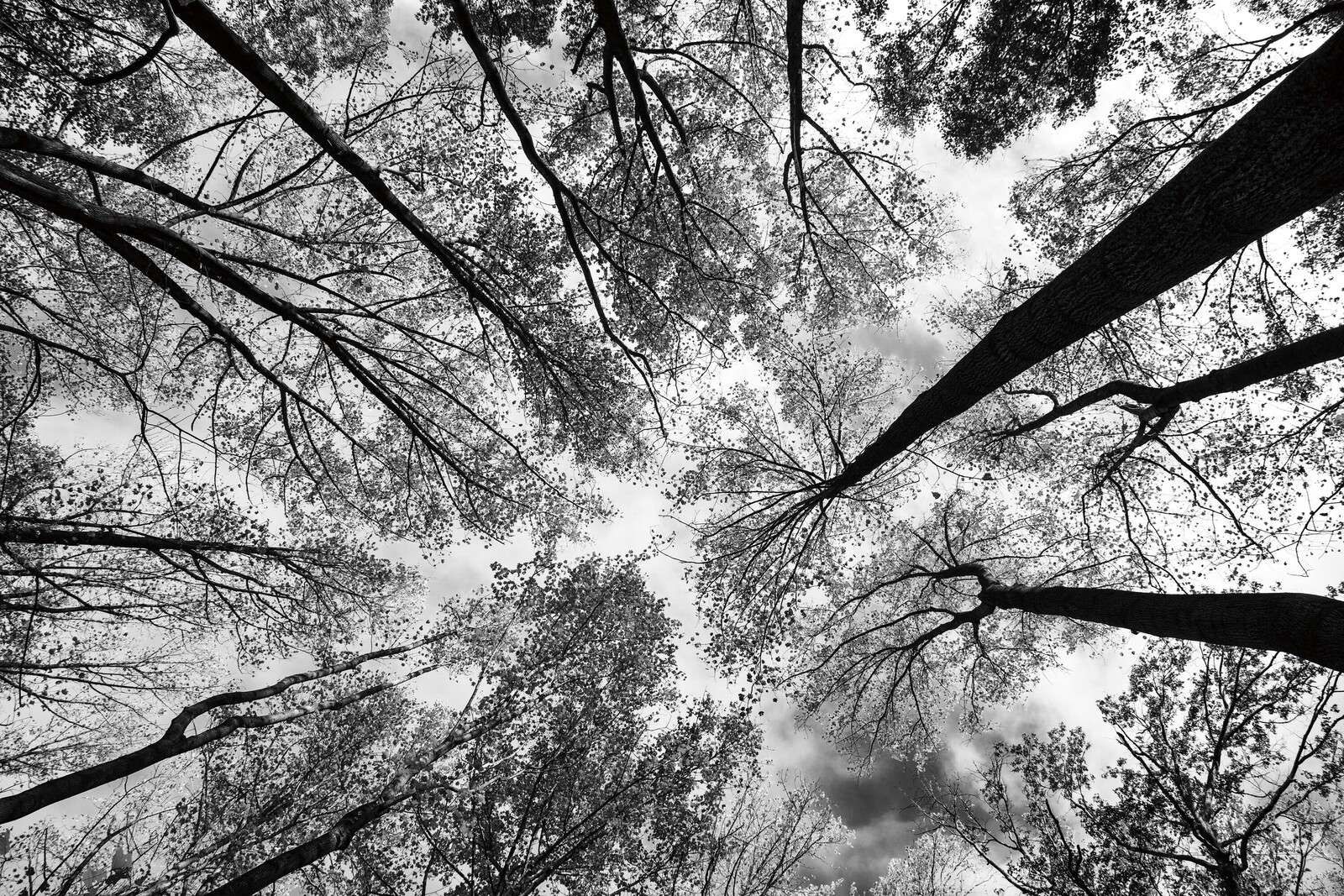 Boomkronen en perspective noir et blanc