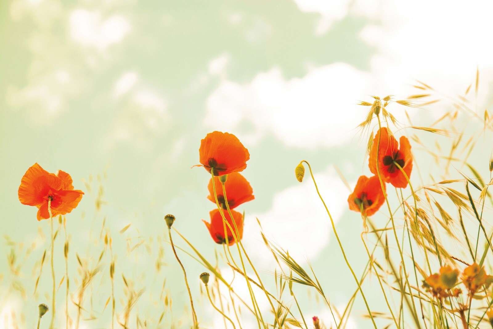Coquelicots en éclat estival