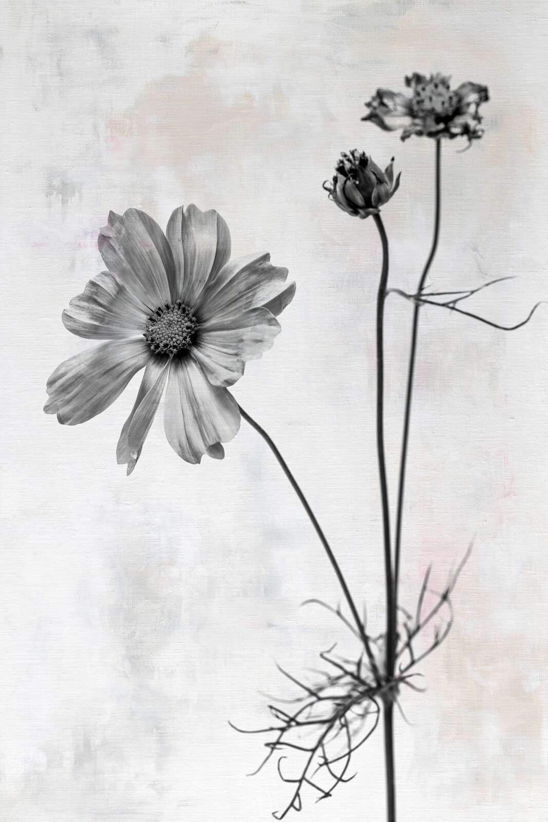 Fleur en simplicité noir et blanc.