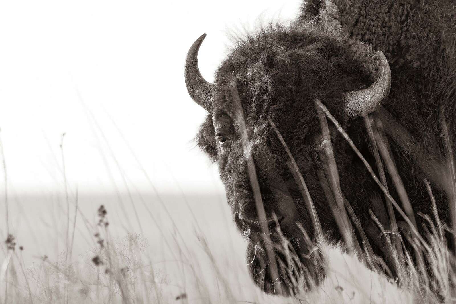 Bison parmi les herbes des prairies