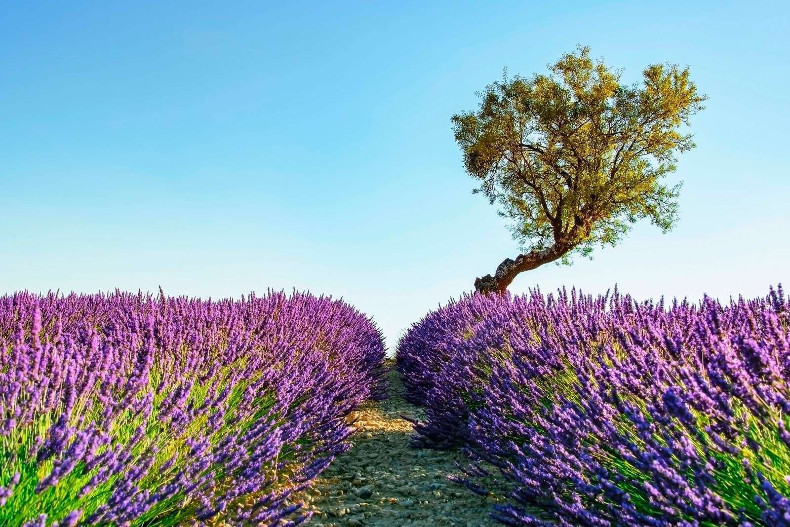 Chemin de lavande sous un ciel bleu