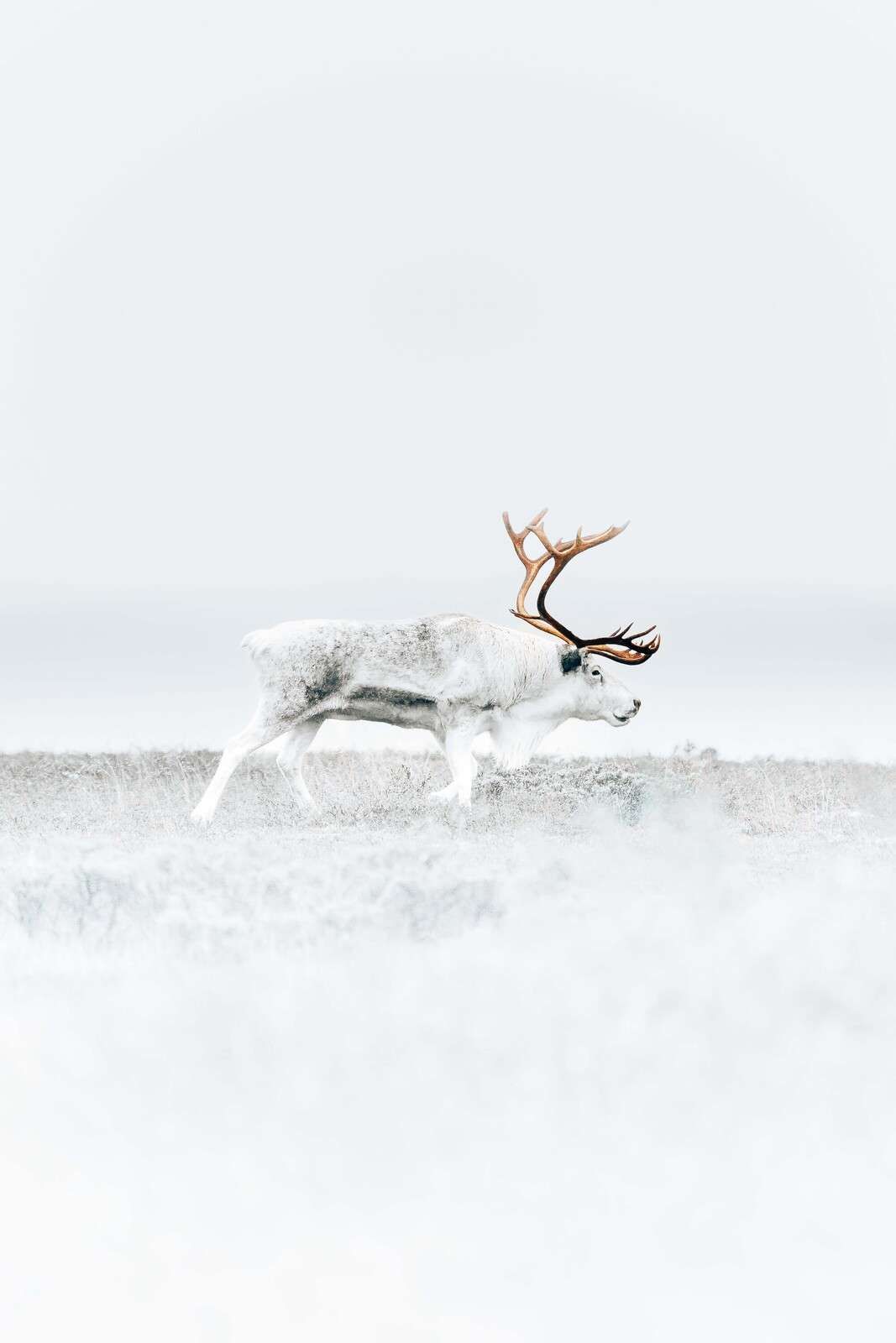 Renne dans la toundra glacée