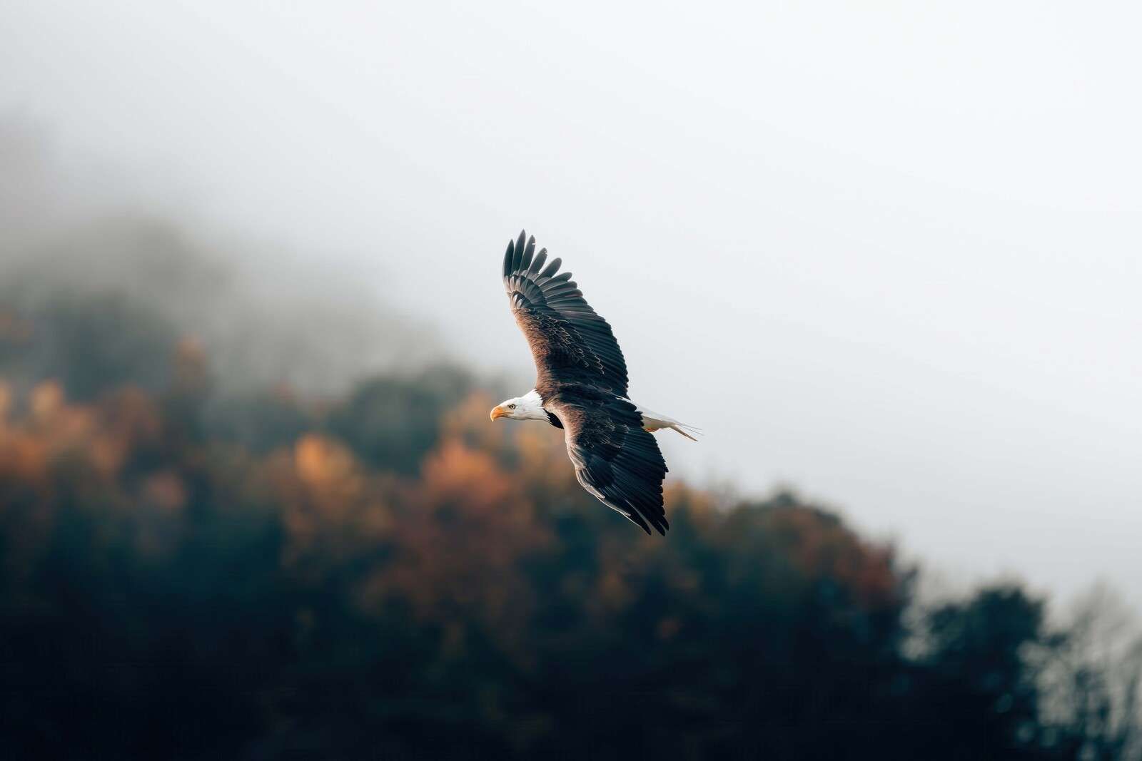 Aigle royal au-dessus de la forêt automnale brumeuse